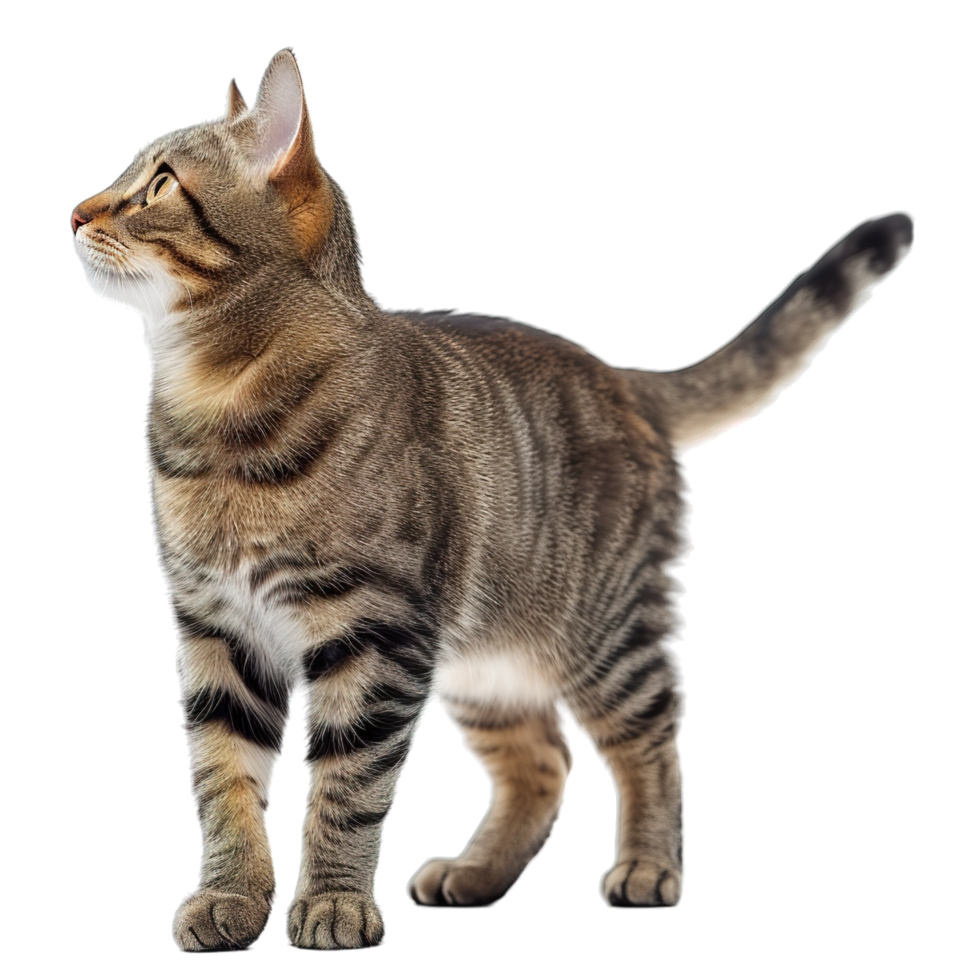 A cat is standing on a black background png