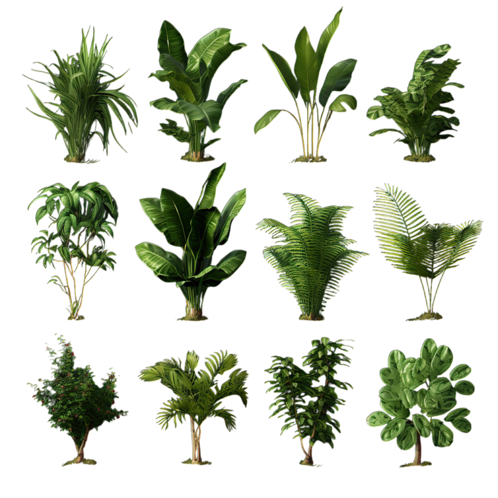 A collection of plants in various sizes png