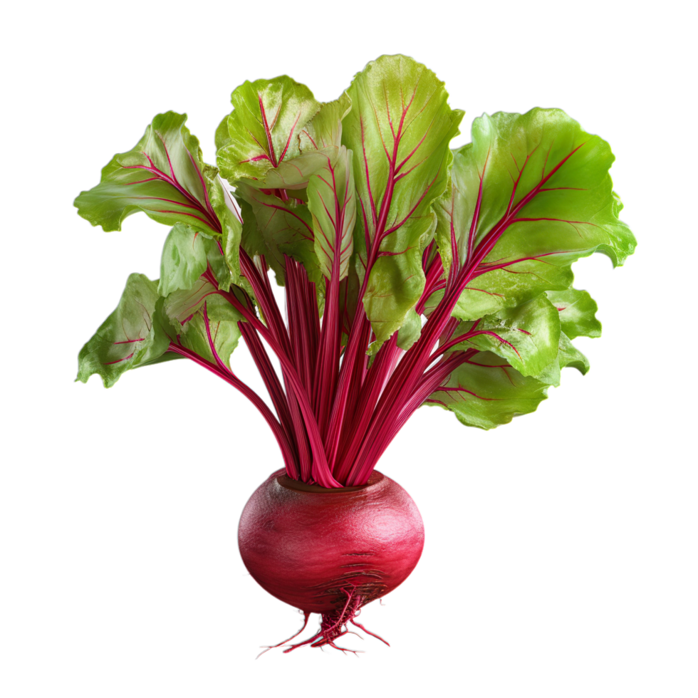 A beet plant with leaves and red stems png