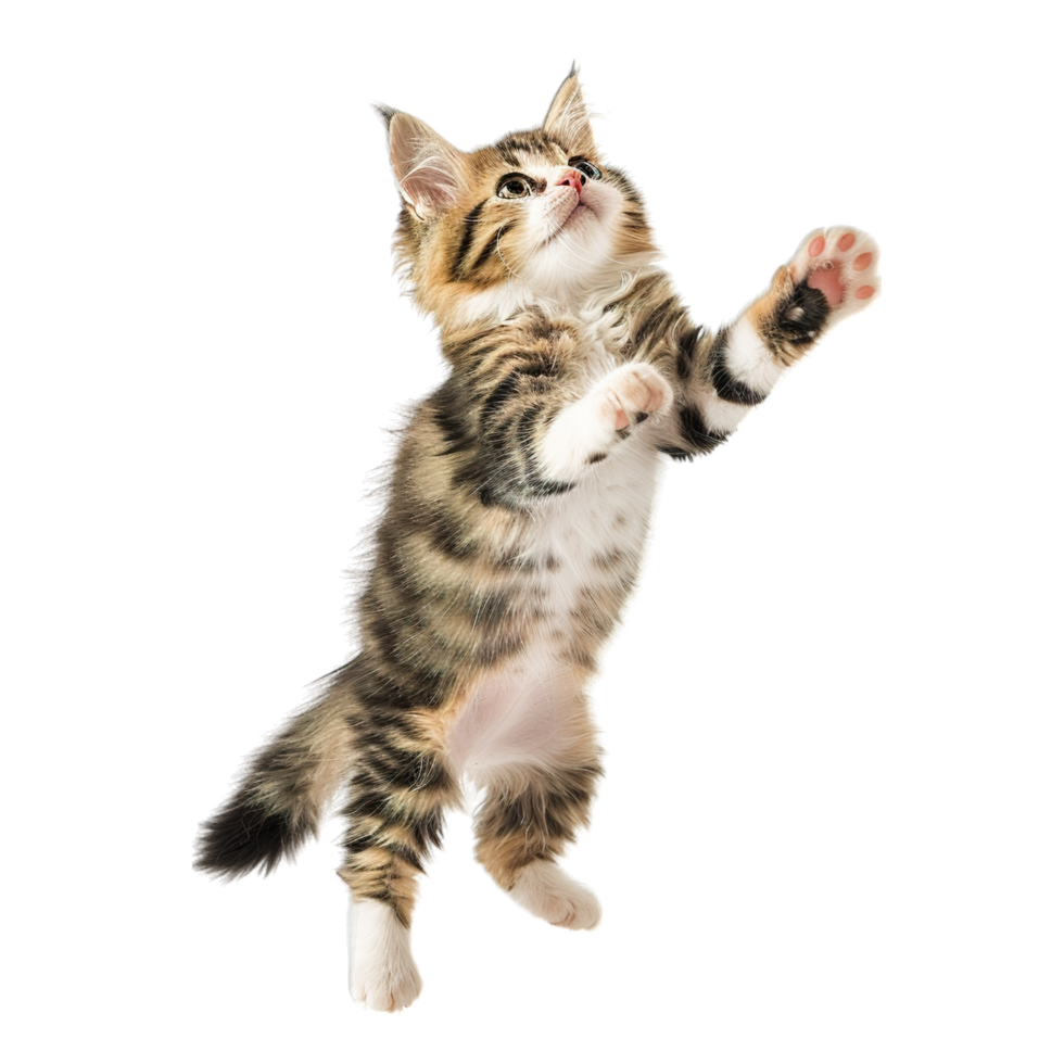 A kitten is reaching up to catch a ball png