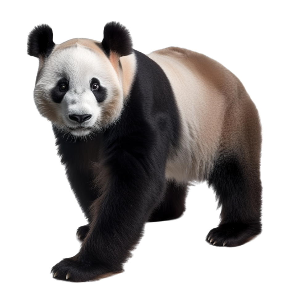 A panda bear is standing on a black background png