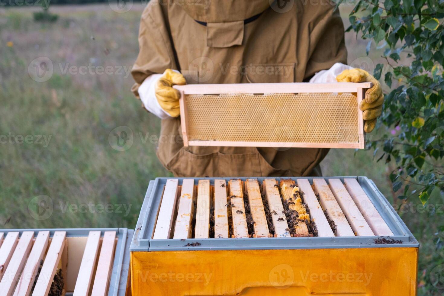A beekeeper, a woman in a protective suit against bee stings, holds frame with honey from a bee hive in her hands. Beekeeping, care of the hive photo