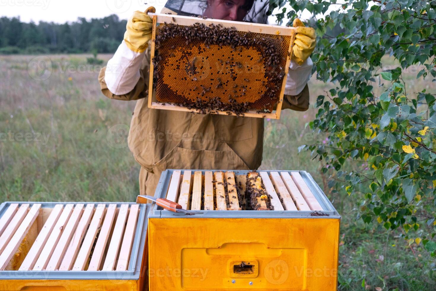 beekeeper, woman in a protective suit against bee stings, holds a frame with honey from a bee hive in her hands. Beekeeping, care of the hive photo