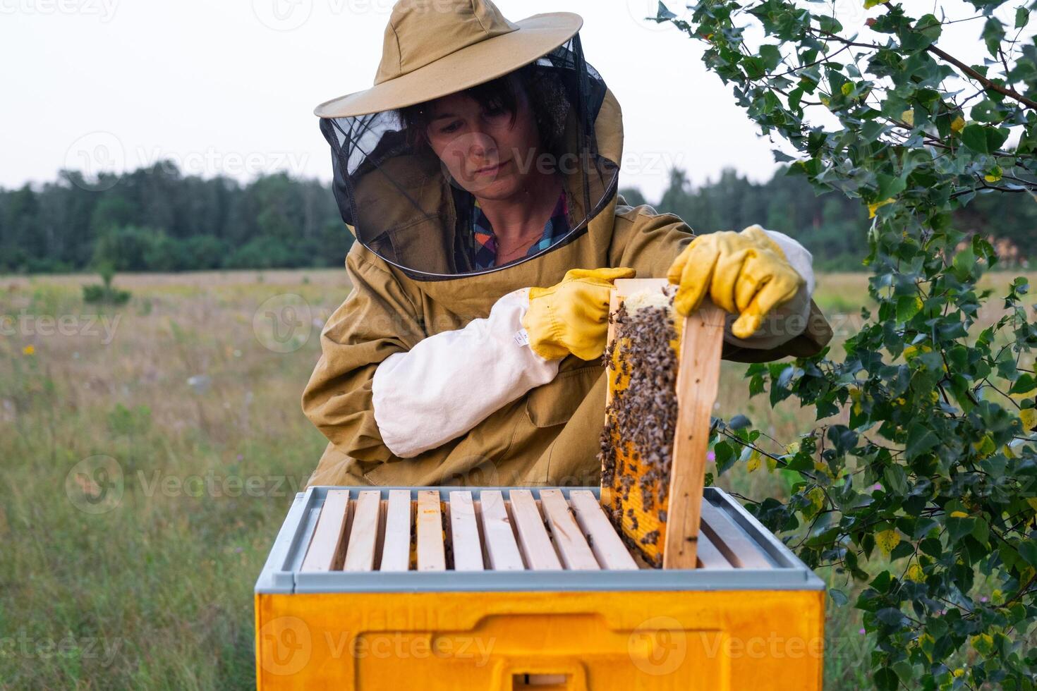 A beekeeper woman in protective suit against bee stings, holds a frame with honey from a bee hive in her hands. Beekeeping, care of the hive photo