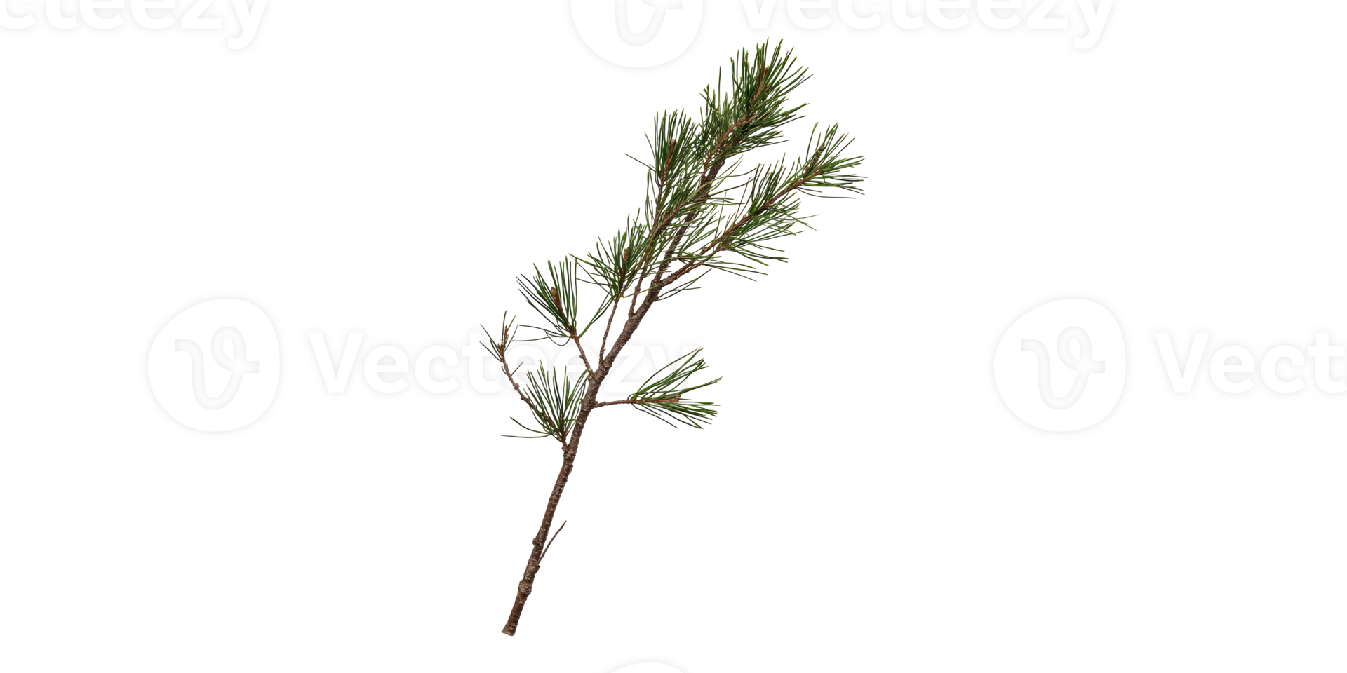 Pine Tree Branch With Needles. Nature And Botanical Study Isolated On Transparent Background png