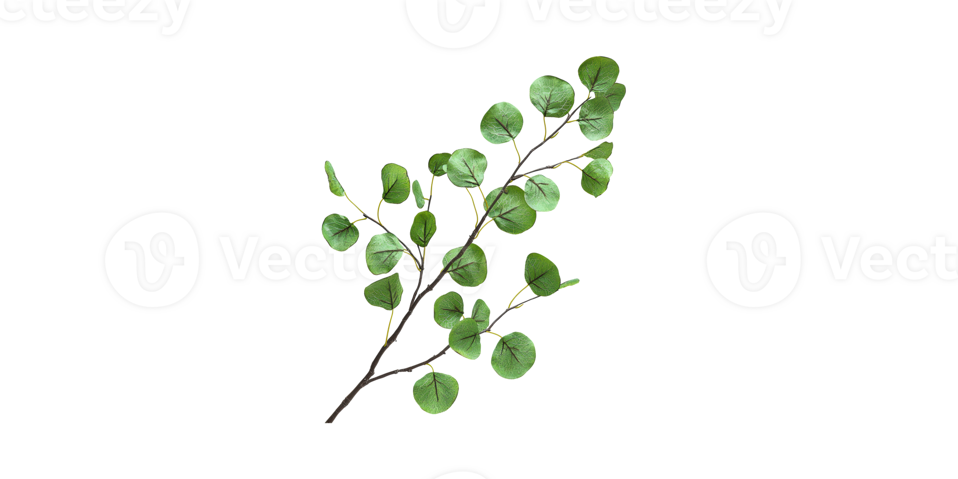 Eucalyptus Branch With Green Leaves. Natural Botanical Element For Decor And Design Isolated On Transparent Background png