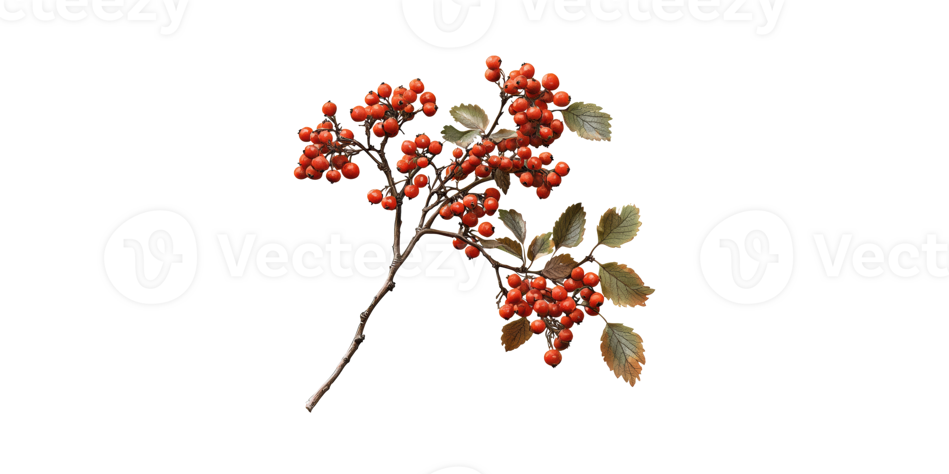 Branch Of Red Hawthorn Berries With Leaves. Symbol Of Autumn And Herbal Medicine Isolated On Transparent Background png