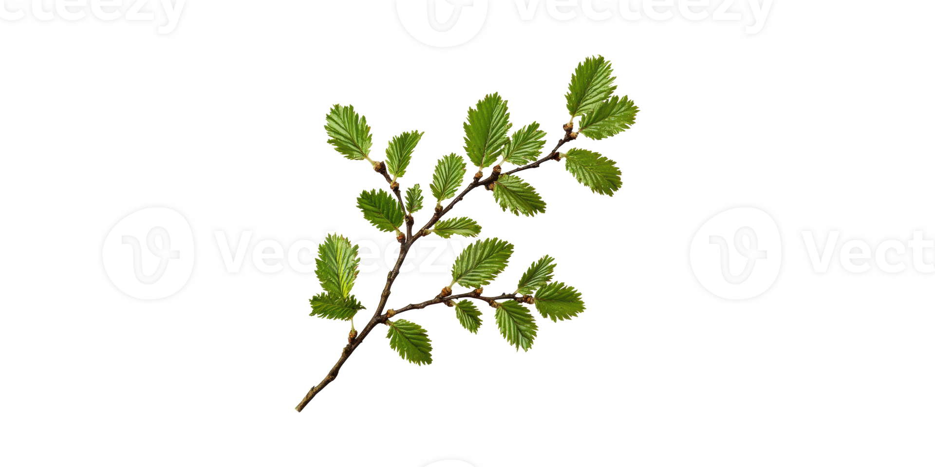 Elm Tree Branch With Fresh Green Leaves. Botanical Study And Nature Concept Isolated On Transparent Background png