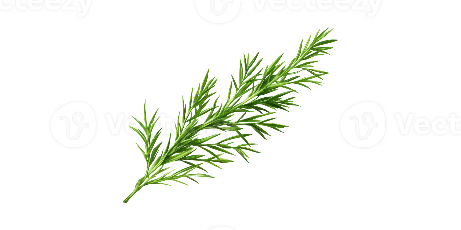Fresh Rosemary Herb. Aromatic Culinary Ingredient For Cooking And Health Benefits Isolated On Transparent Background png