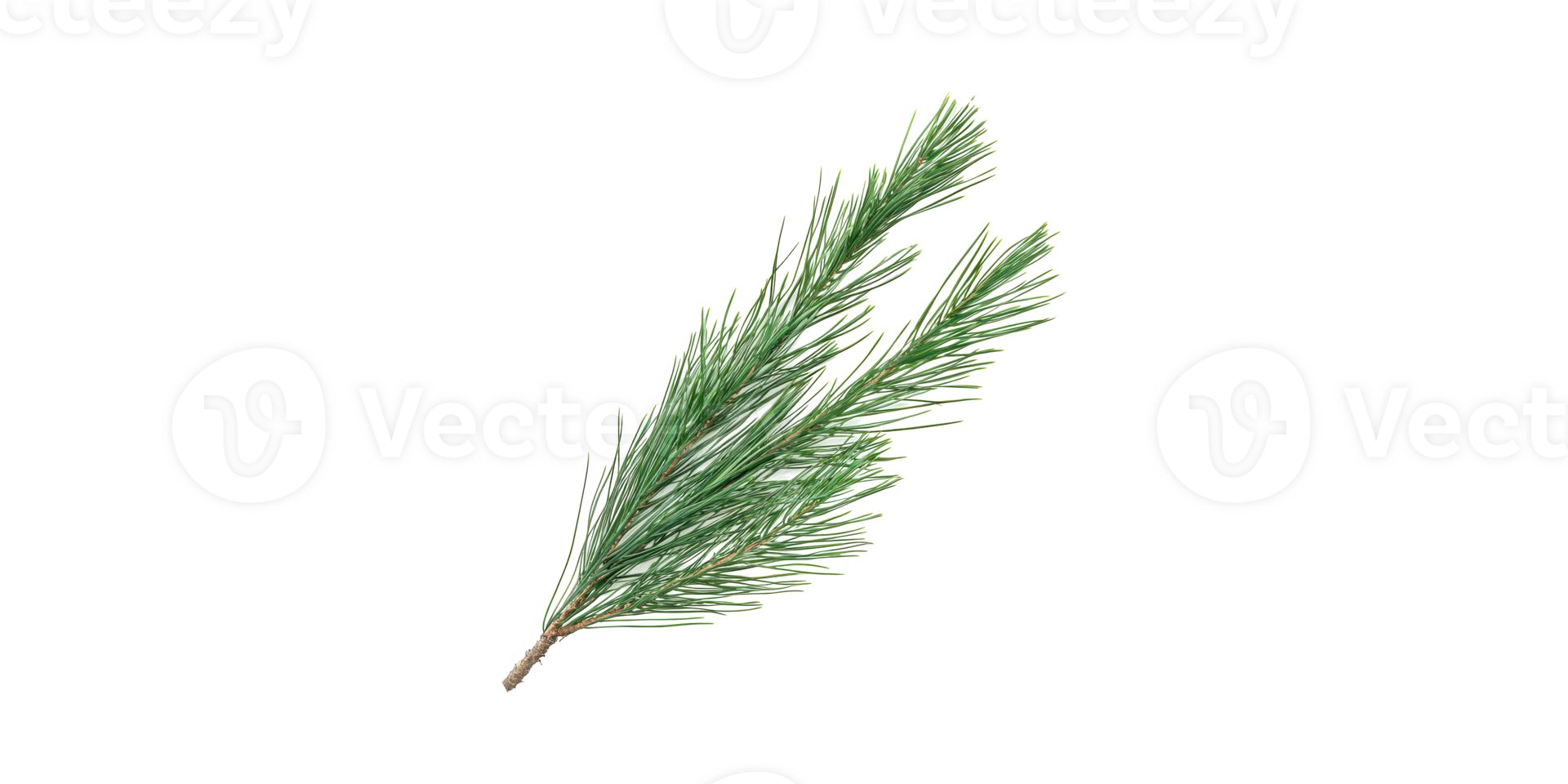 Pine Branch. Nature And Botanical Elements For Design Isolated On Transparent Background png