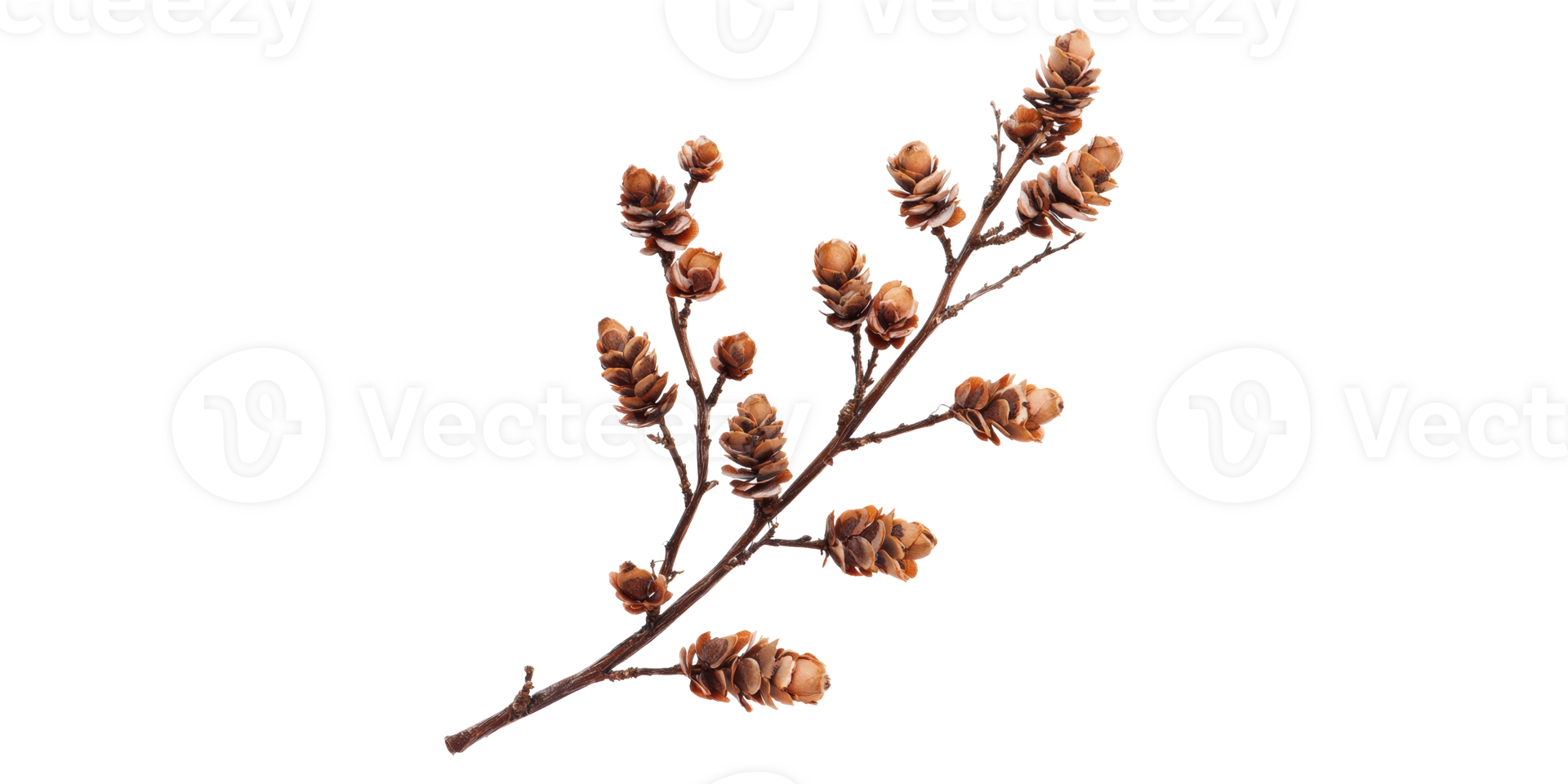 Branch With Pine Cones. Nature And Botanical Elements For Decoration Isolated On Transparent Background png
