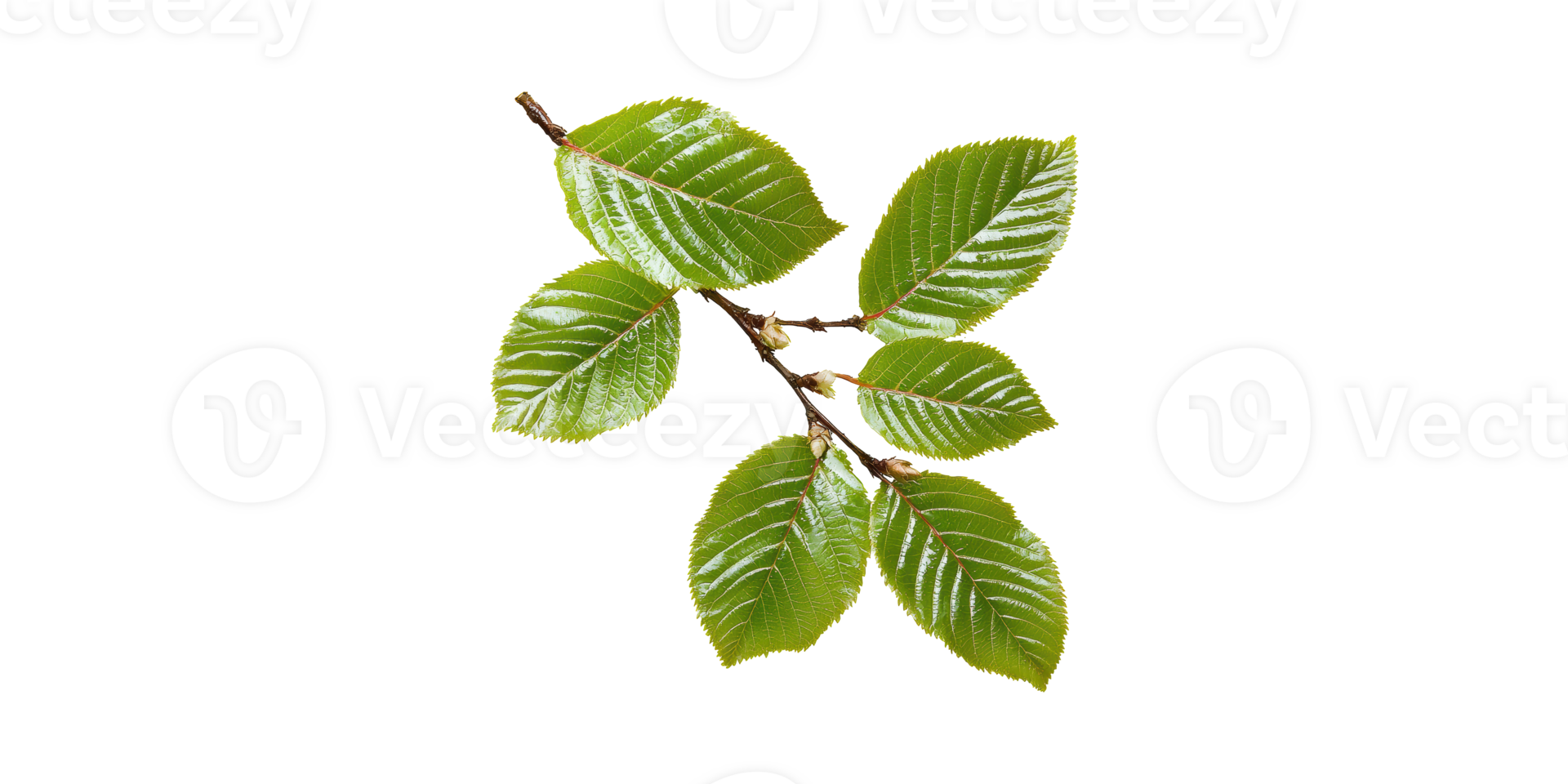 Branch With Fresh Green Leaves. Nature And Botanical Study Isolated On Transparent Background png