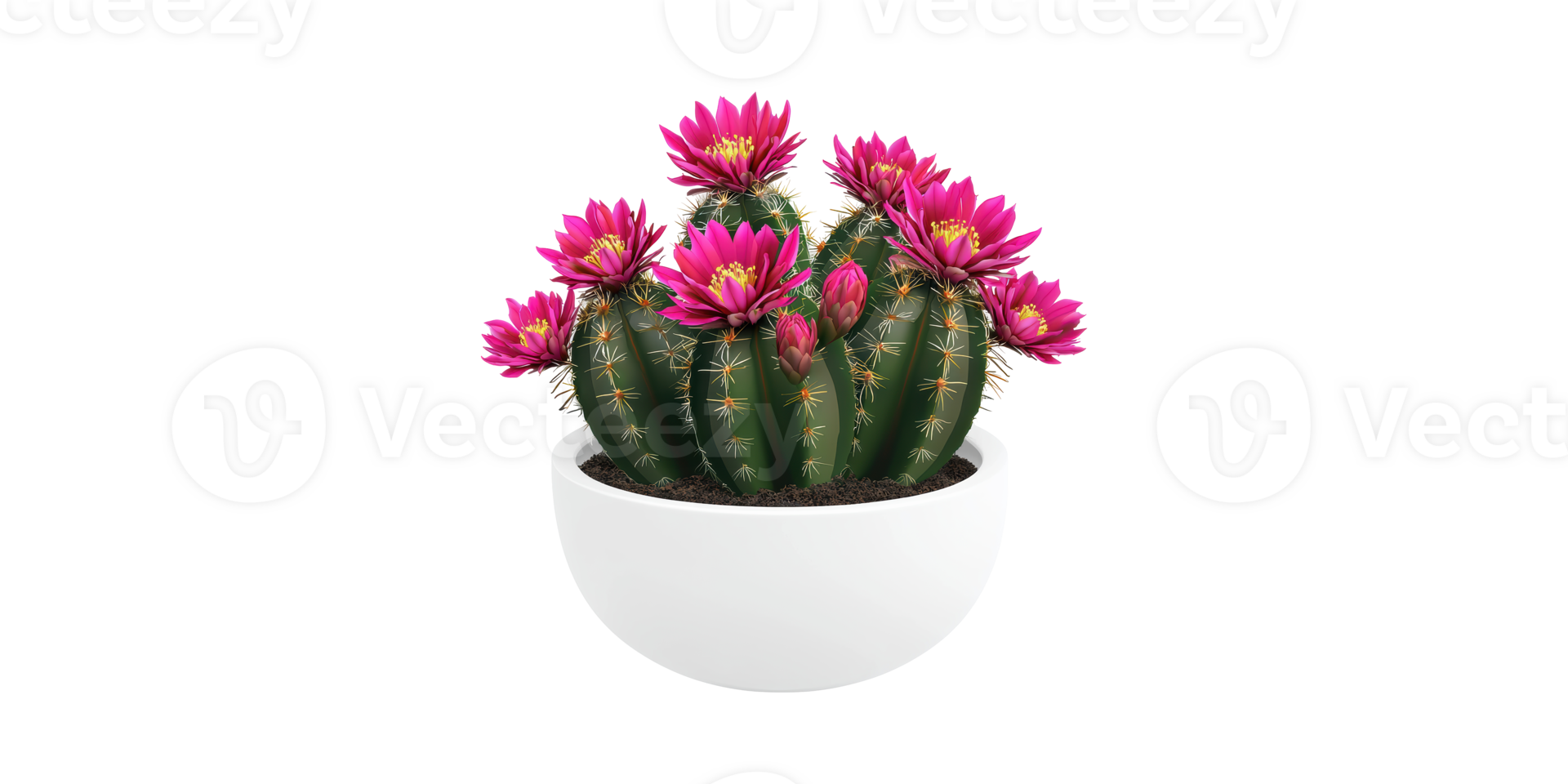 Blooming Cactus In Pot With Vibrant Pink Flowers. Indoor Plant Decor And Botanical Beauty Isolated On Transparent Background png