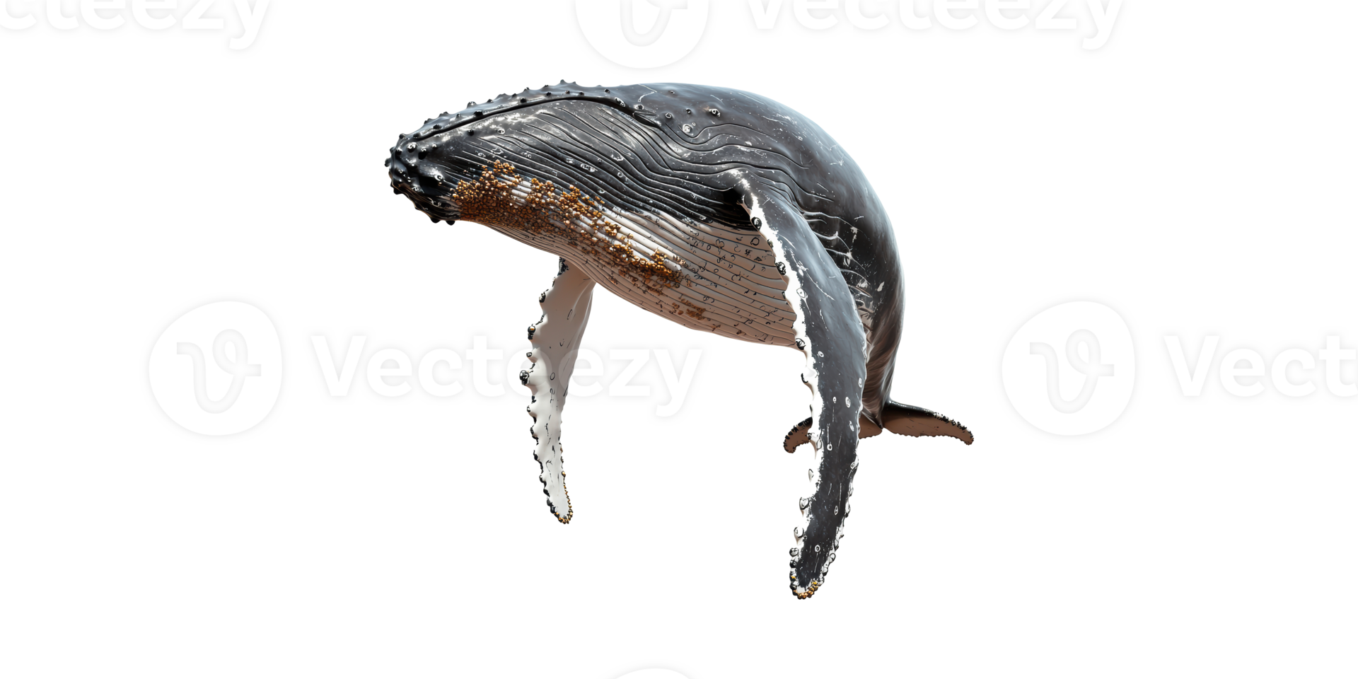 Humpback Whale. Marine Life And Ocean Conservation Symbol Isolated On Transparent Background png