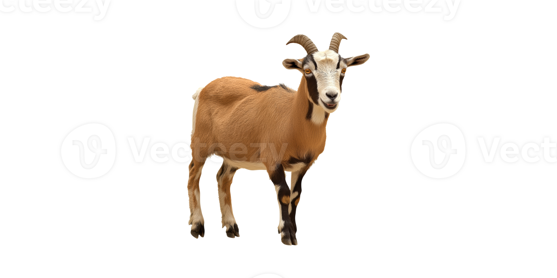 Goat Standing. Livestock And Agriculture Concept Isolated On Transparent Background png