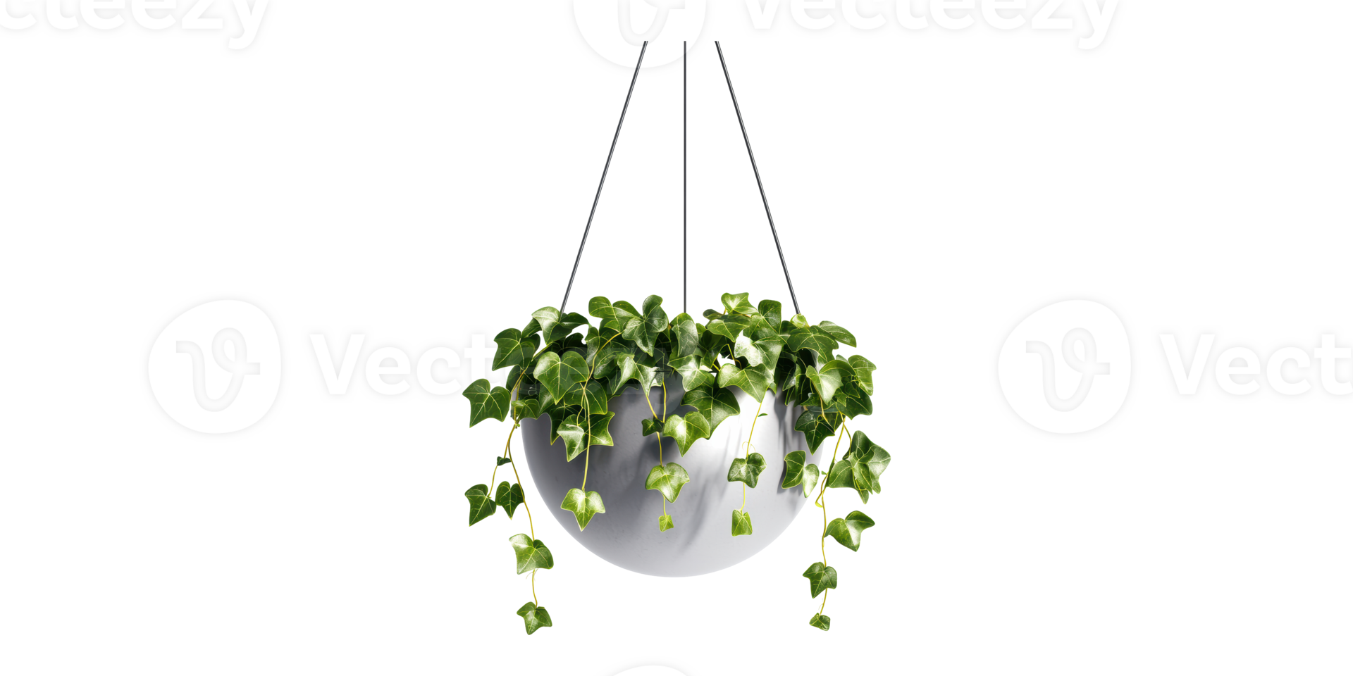 Hanging Ivy Plant In Pot. Indoor Greenery And Home Decor Isolated On Transparent Background png
