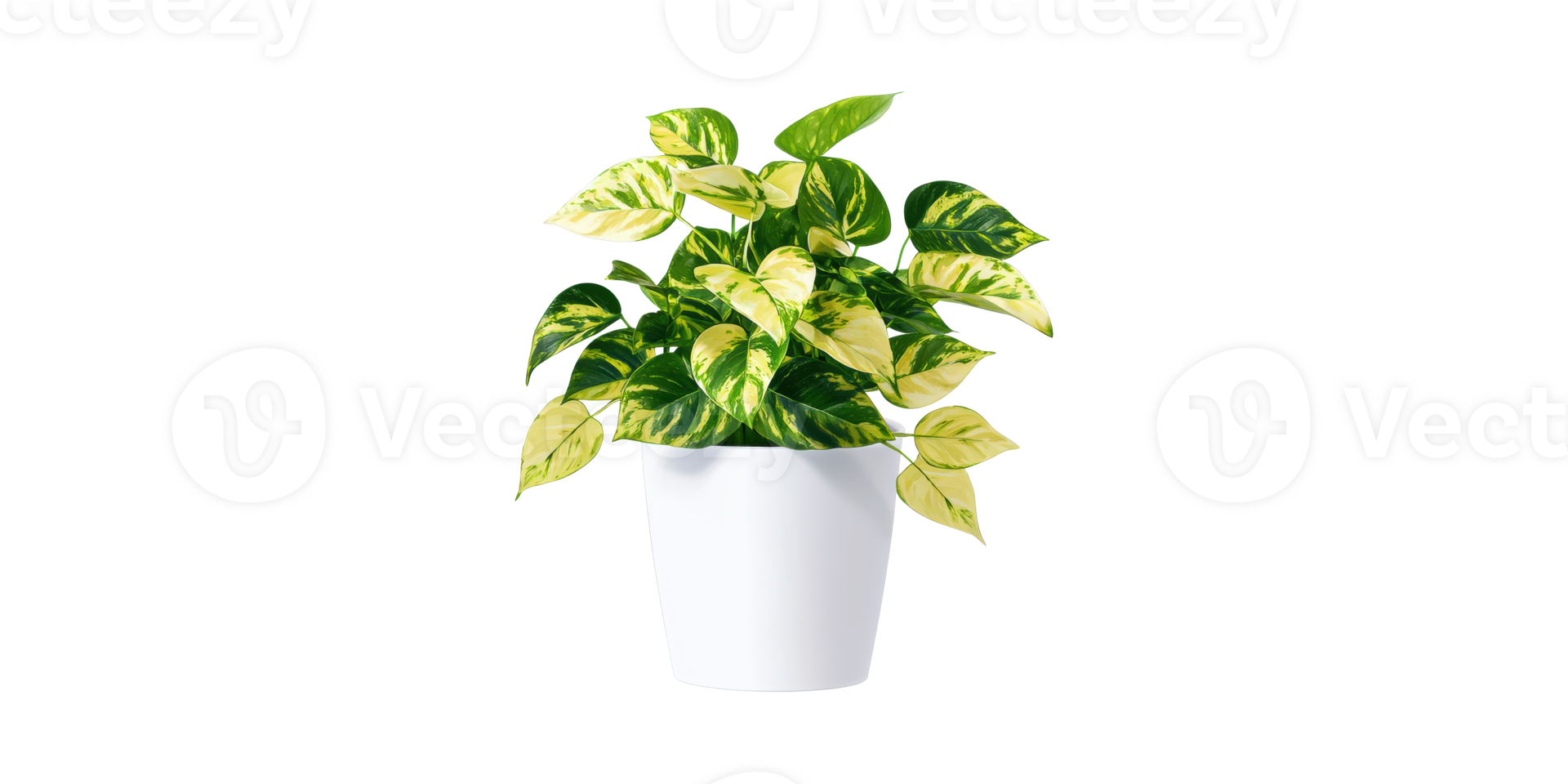 Variegated Pothos Plant In Pot. Indoor Greenery For Home And Office Decor Isolated On Transparent Background png