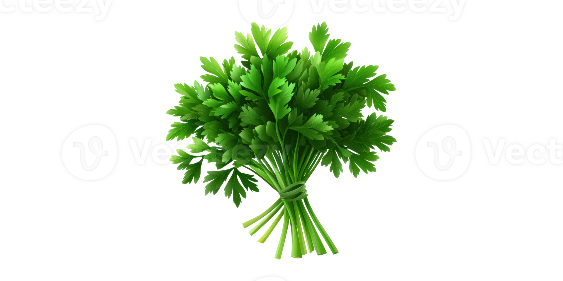 Fresh Parsley Bunch. Culinary Herb For Cooking And Garnishing Isolated On Transparent Background png
