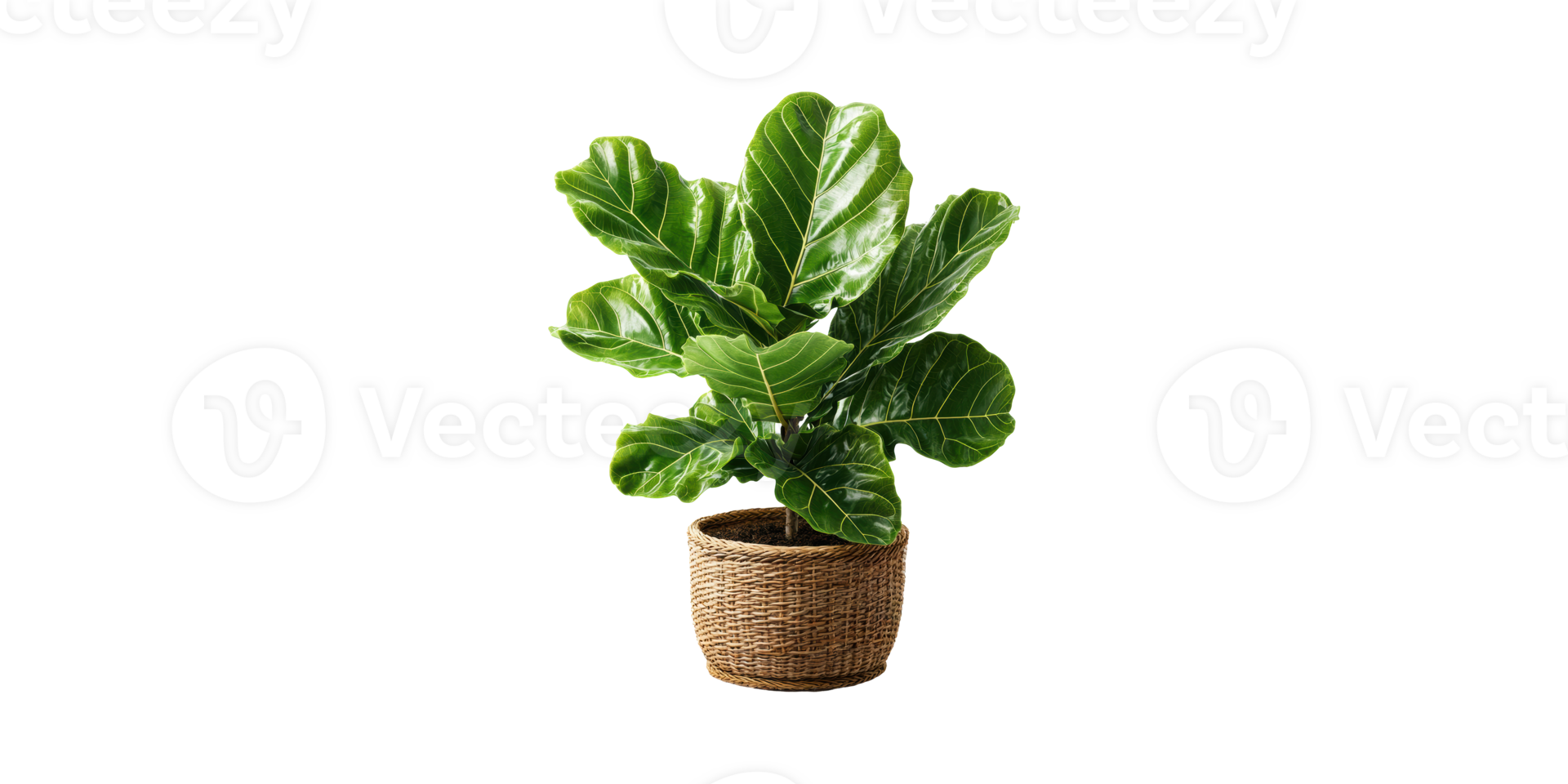 Fiddle Leaf Fig Plant In Woven Basket. Indoor Greenery For Home Decor And Air Purification Isolated On Transparent Background png