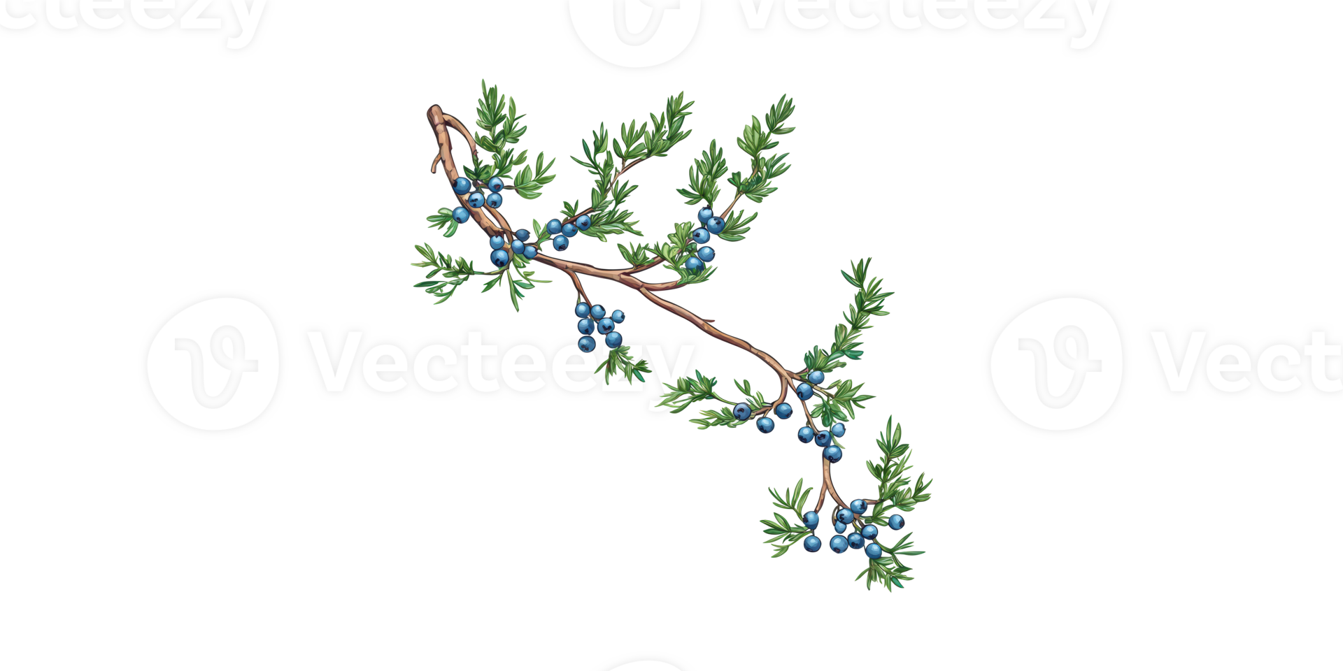 Illustration Of Juniper Branch With Berries. Botanical Art For Herbal And Culinary Uses Isolated On Transparent Background png