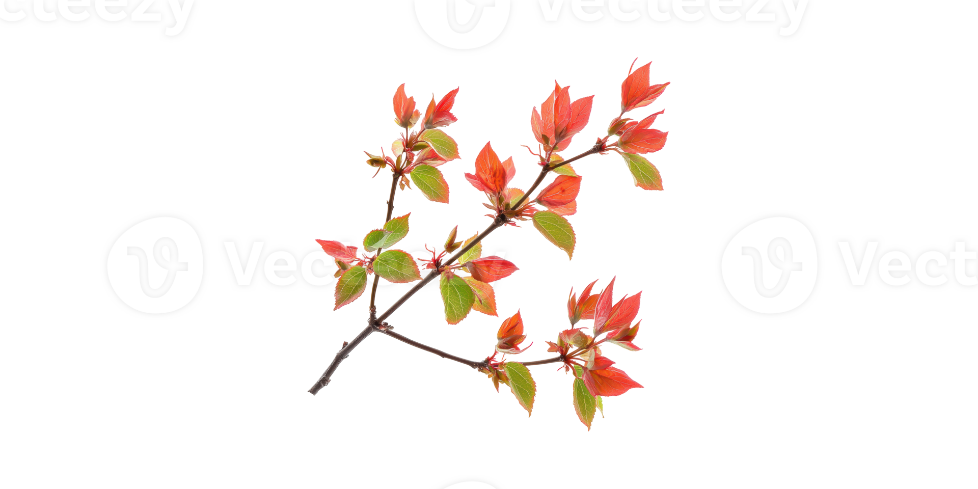 Branch With Vibrant Red And Green Leaves. Nature And Botanical Beauty Isolated On Transparent Background png