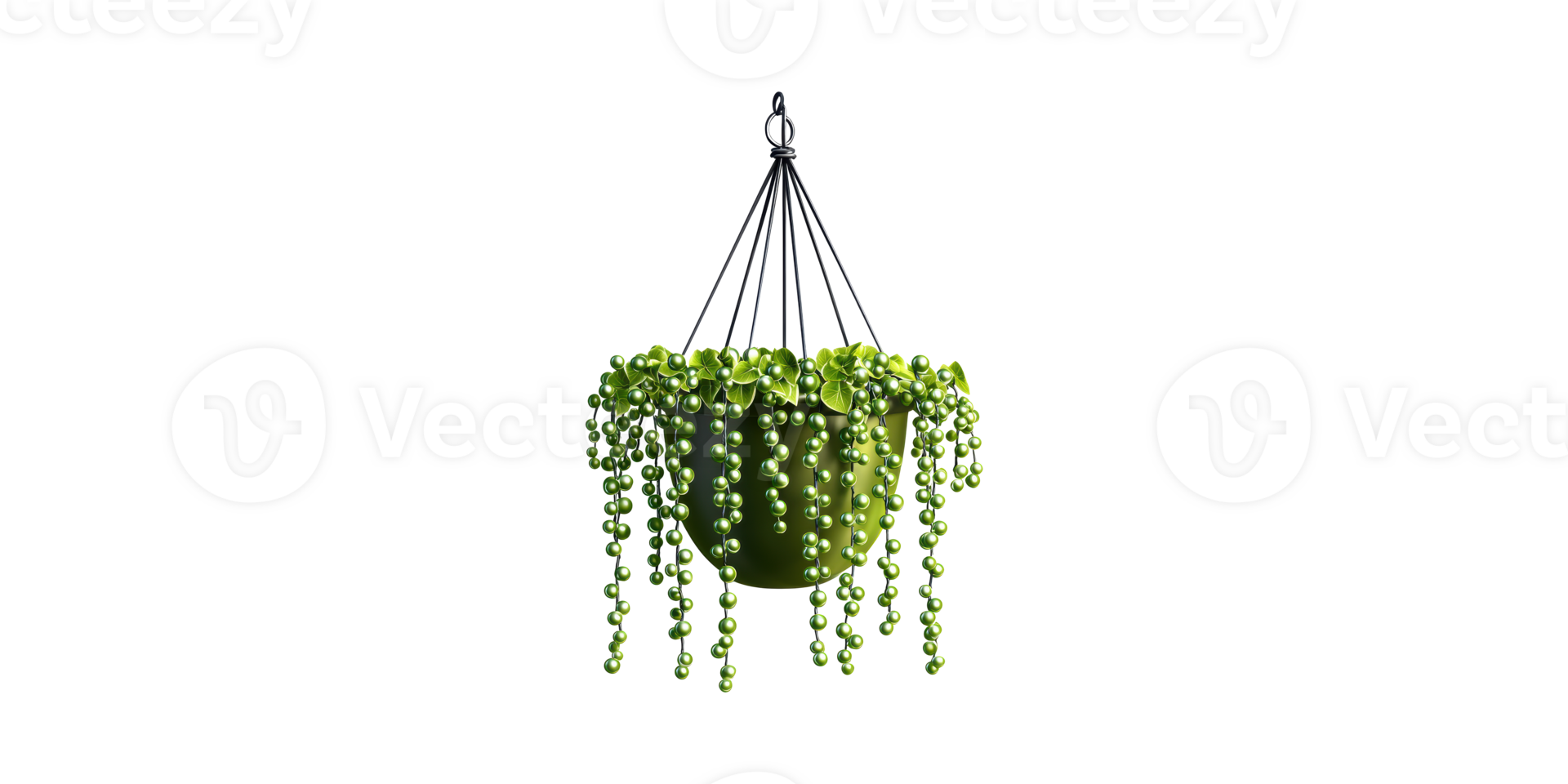 Hanging String Of Pearls Plant In Pot. Indoor Greenery And Home Decor Isolated On Transparent Background png