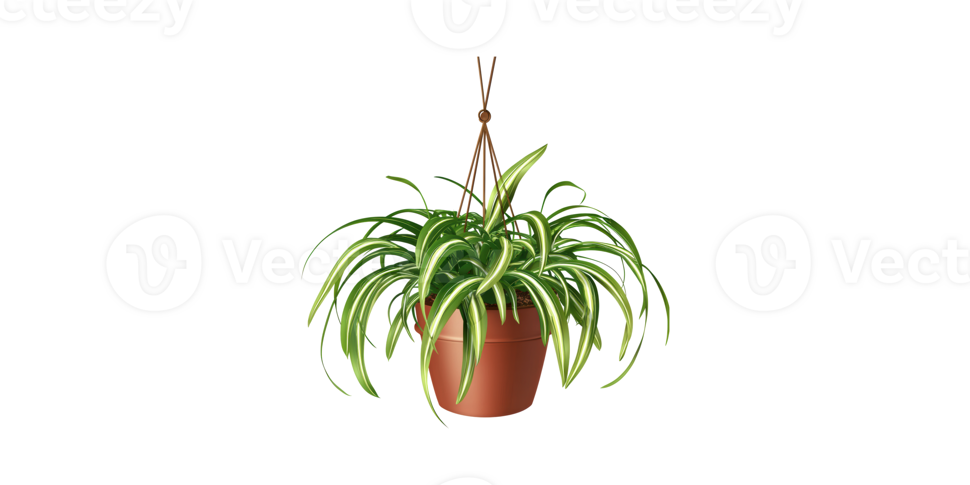 Hanging Spider Plant In Terracotta Pot. Indoor Air Purification And Home Decor Isolated On Transparent Background png