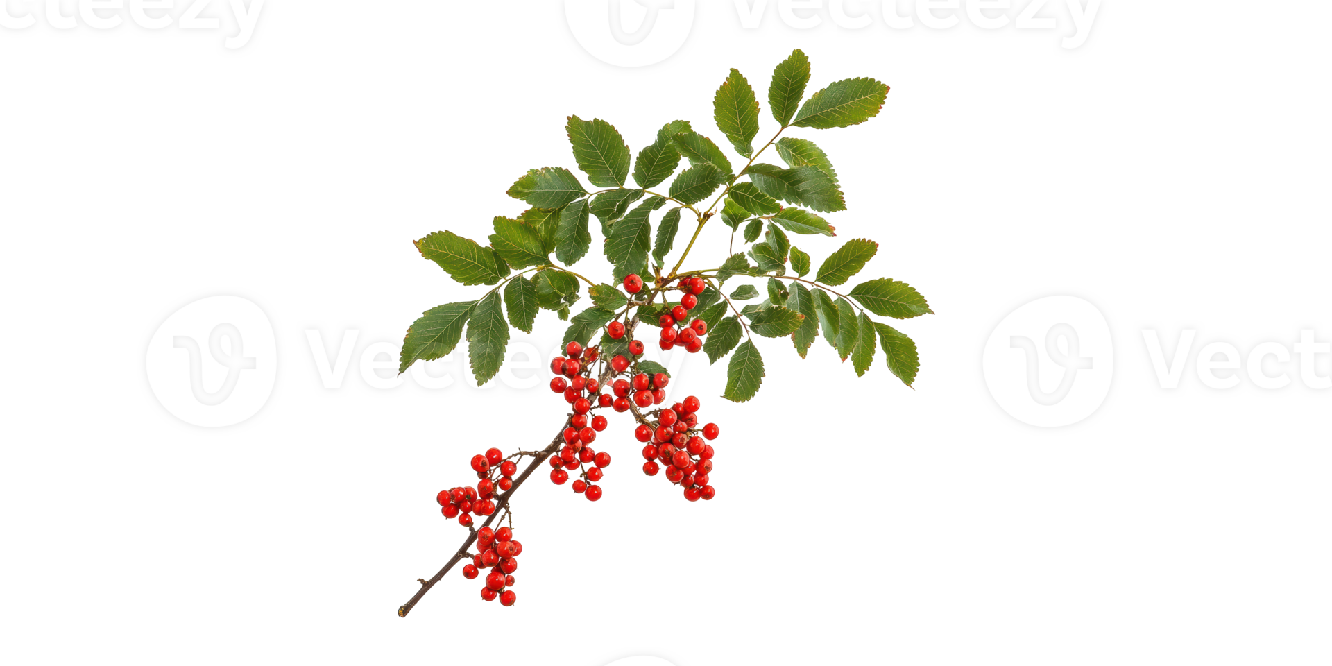 Branch Of Rowan Tree With Red Berries And Green Leaves. Symbol Of Autumn And Nature'S Bounty Isolated On Transparent Background png