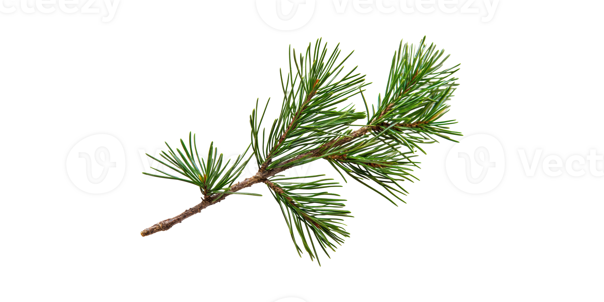 Pine Tree Branch With Green Needles. Nature And Botanical Study Isolated On Transparent Background png