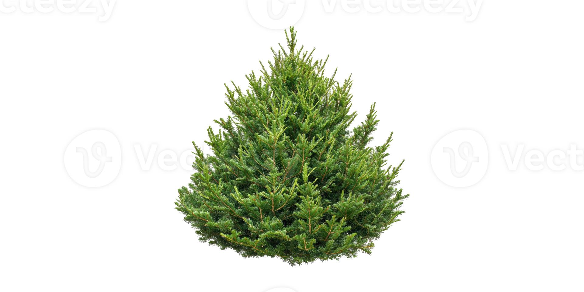 Evergreen Christmas Tree. Symbol Of Festive Holiday Season Isolated On Transparent Background png