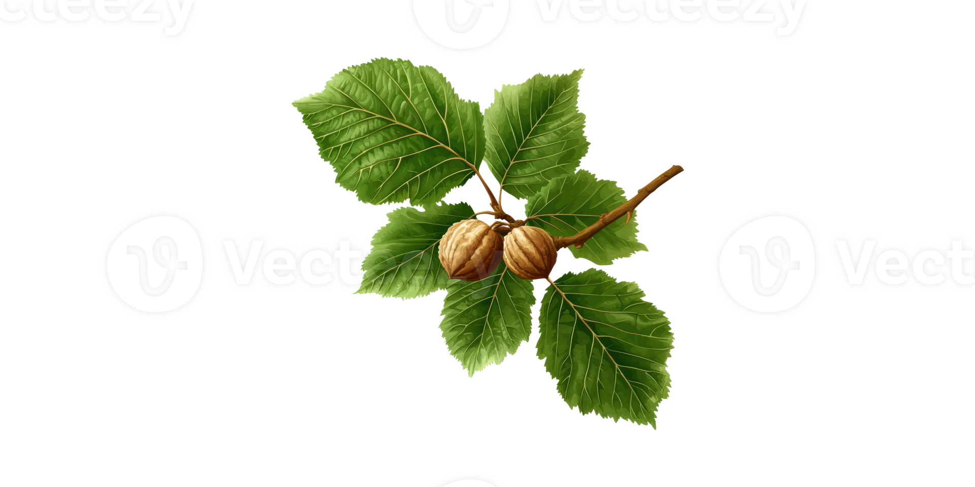 Branch With Green Leaves And Walnuts. Botanical Illustration Of Nut Tree Isolated On Transparent Background png