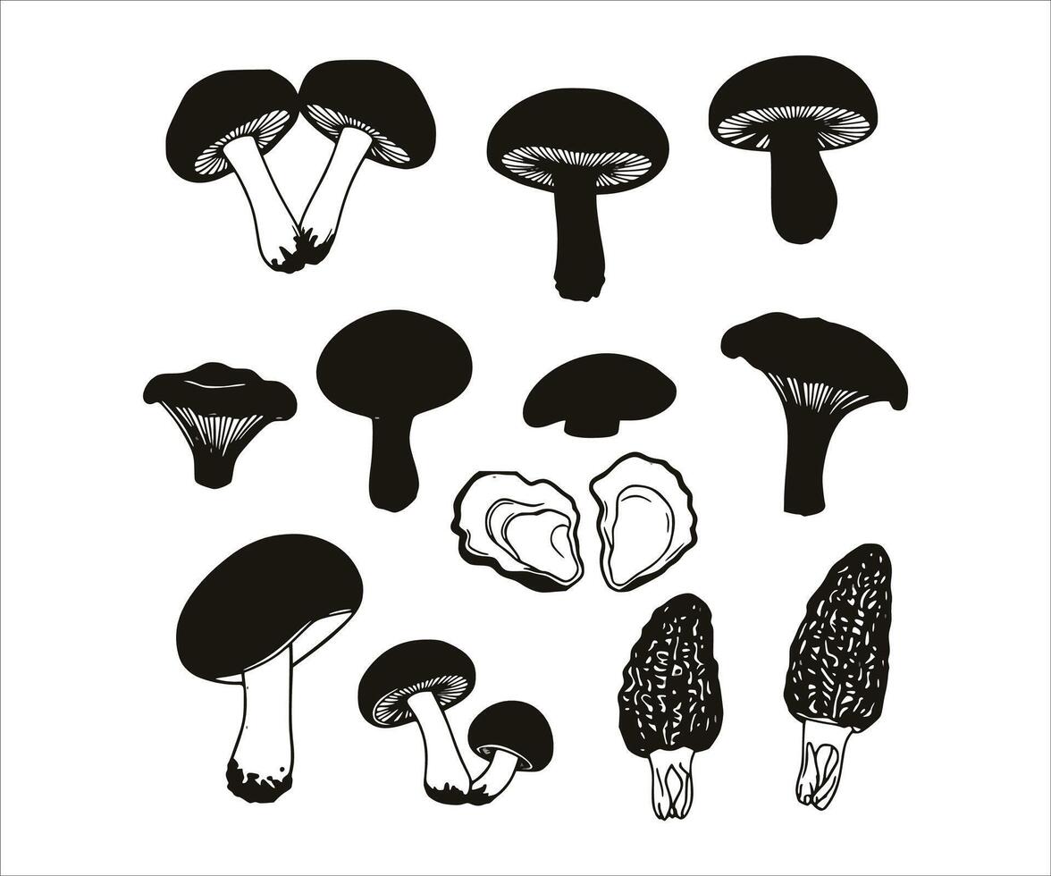 Outline drawings of various edible mushroom icons. vector
