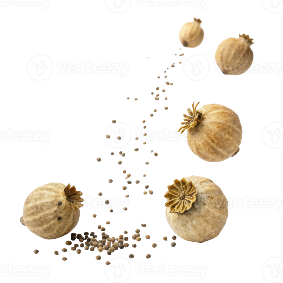 Dried poppy seed pods with scattered seeds create visually appealing arrangement, showcasing nature beauty and texture png