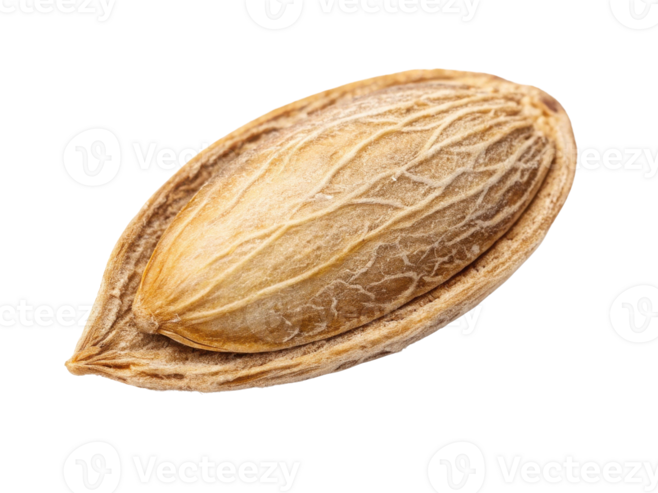 close up view of single seed showcasing its textured surface and natural color, evoking sense of nature and growth png