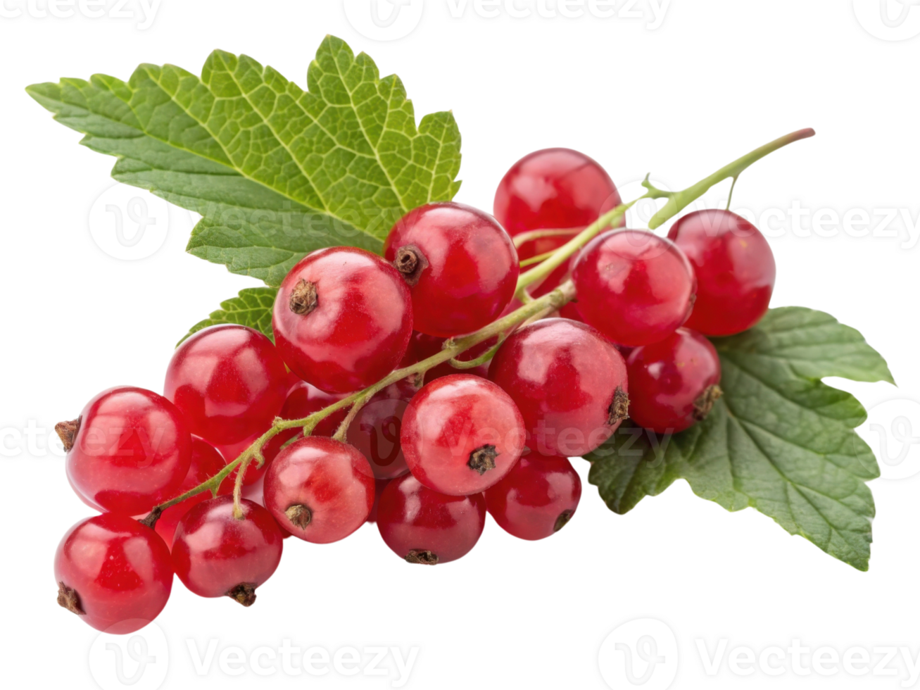 Fresh red currants with green leaves create vibrant and healthy appearance, perfect for culinary uses or decoration png