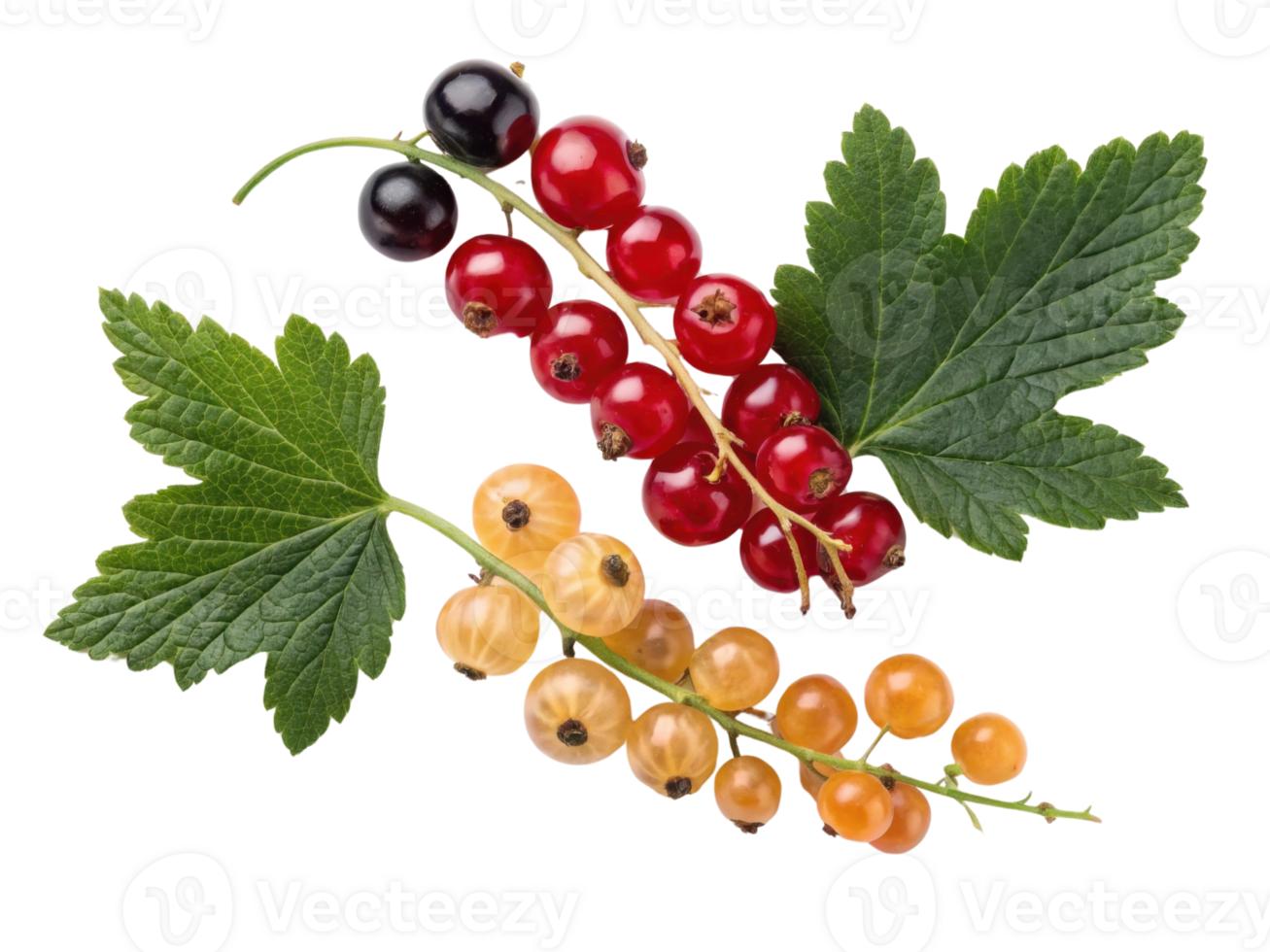 Fresh red, black, and yellow currants with green leaves create vibrant and healthy display, perfect for culinary use or decoration png