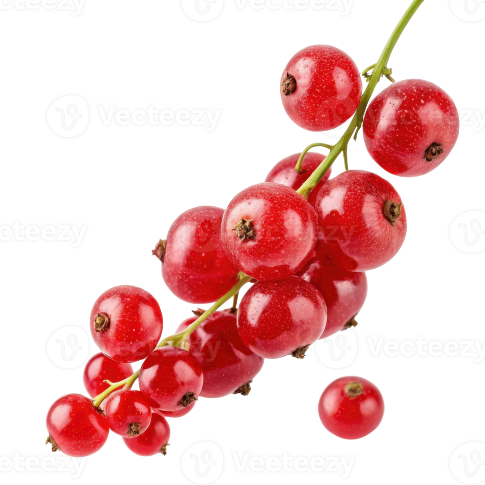 Fresh red currants hanging on branch, showcasing their vibrant color and juicy texture, perfect for culinary uses and decoration png