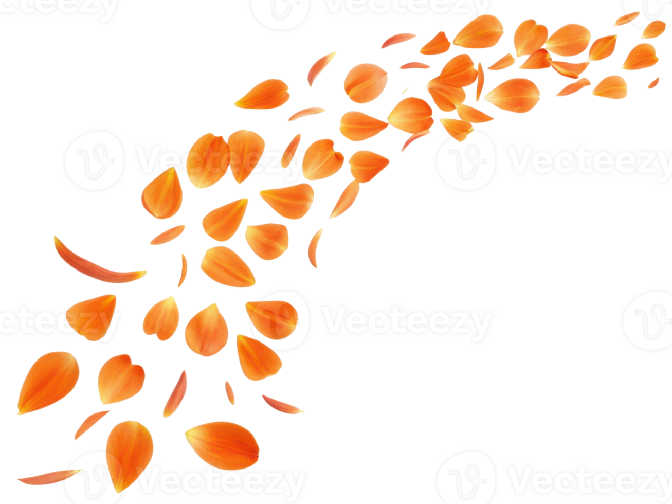 Beautiful orange tulip petals gracefully scatter, creating vibrant and lively scene that captures essence of spring png