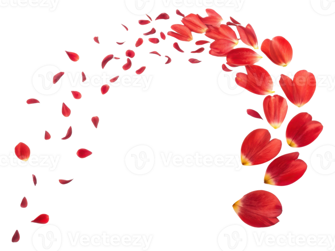 Beautiful red tulip petals gracefully fall, creating stunning floral display that captures essence of nature beauty png
