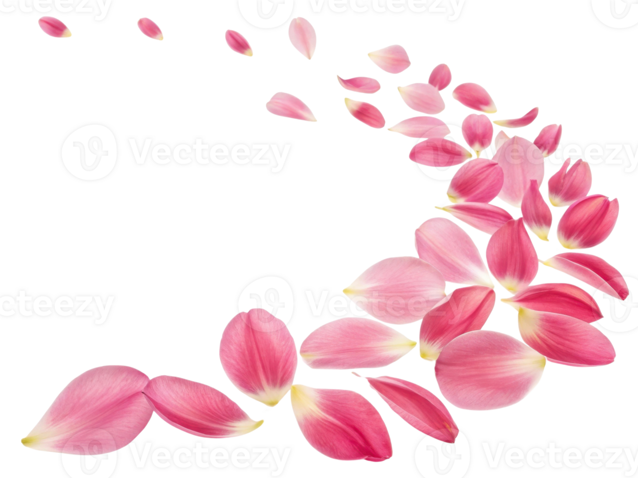 Delicate pink tulip petals create beautiful flow, embodying essence of flower grace and charm in nature design png