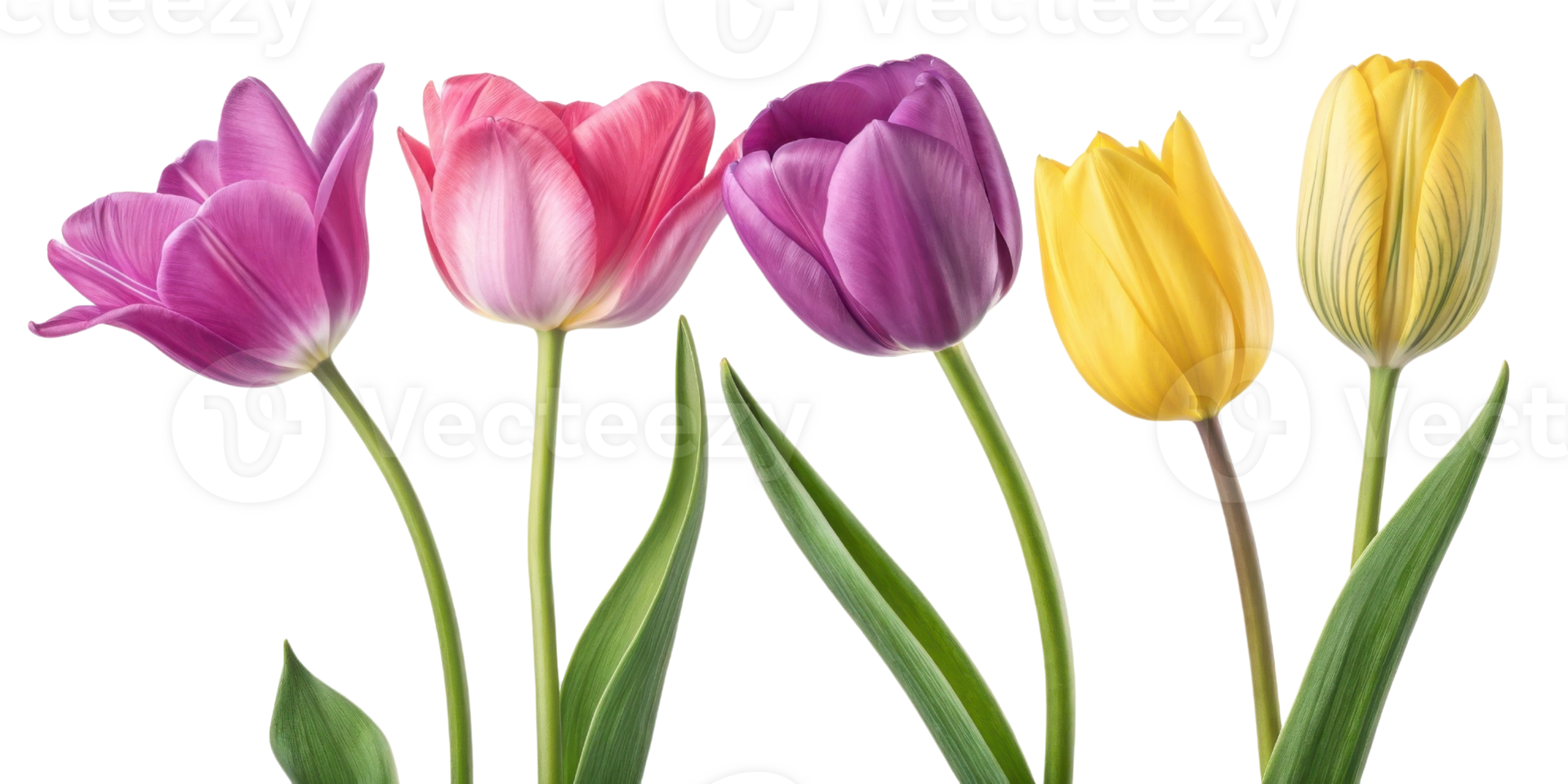 Beautiful tulips in various colors stand gracefully, showcasing elegance of flowers in vibrant display png