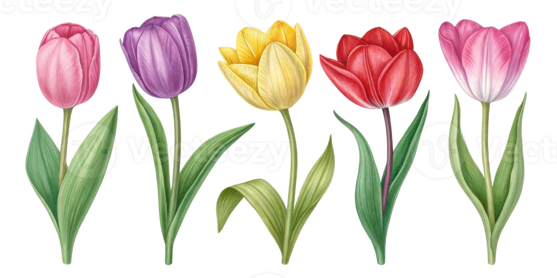 TULIPページ Bright orange tulips create stunning floral arrangement that