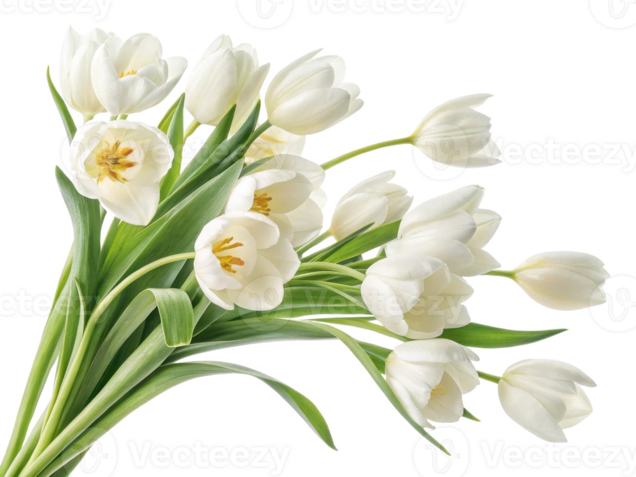 Beautiful white tulips bloom gracefully, showcasing their delicate petals and vibrant green leaves, perfect for any floral arrangement png