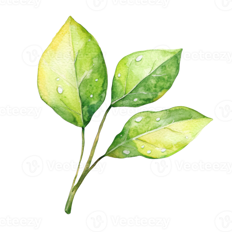 Watercolor leaves on branch on transparent background. png