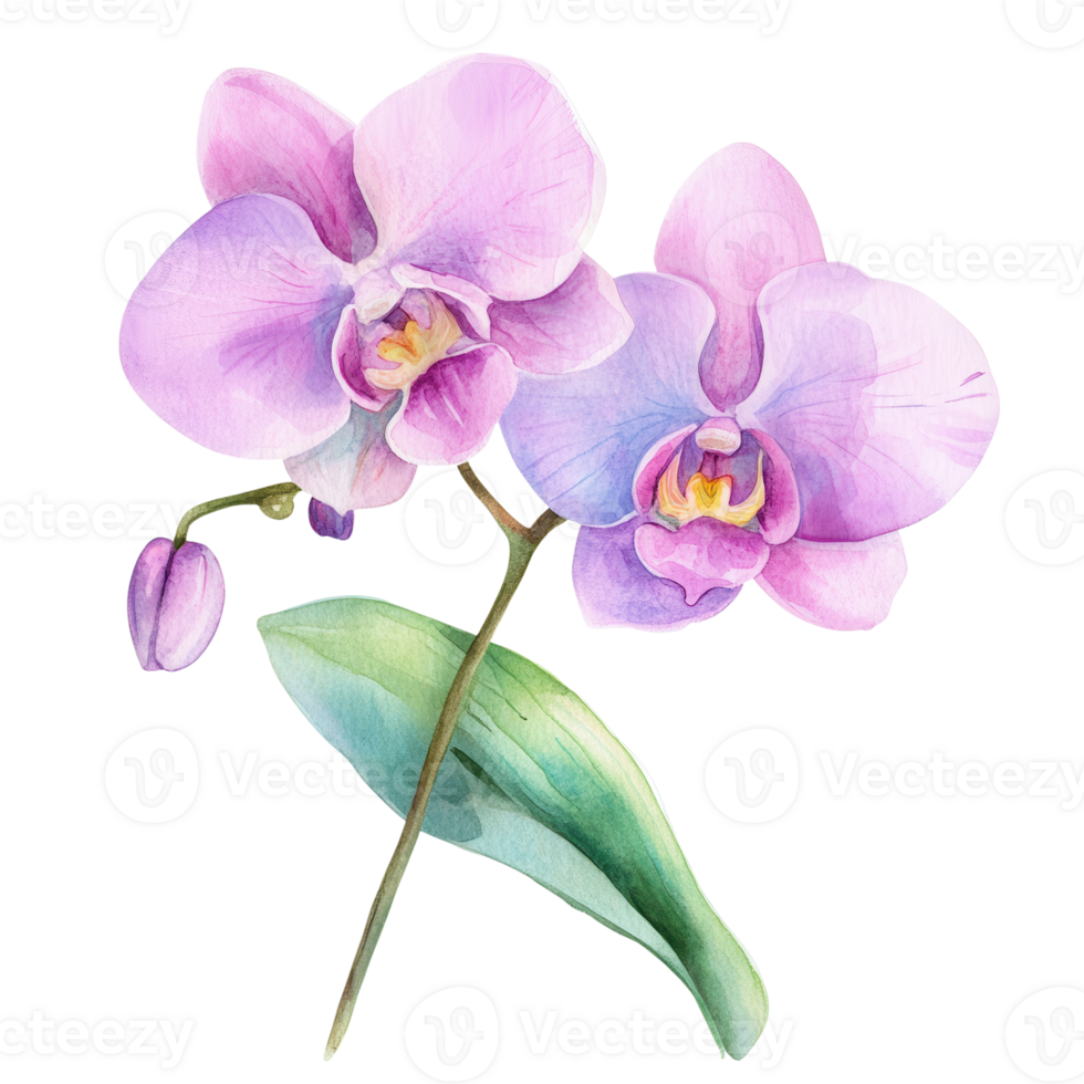 Watercolor orchid blossom on transparent background. png