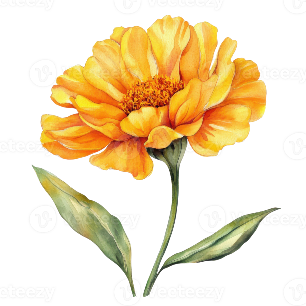 Yellow flower watercolor art on transparent background. png