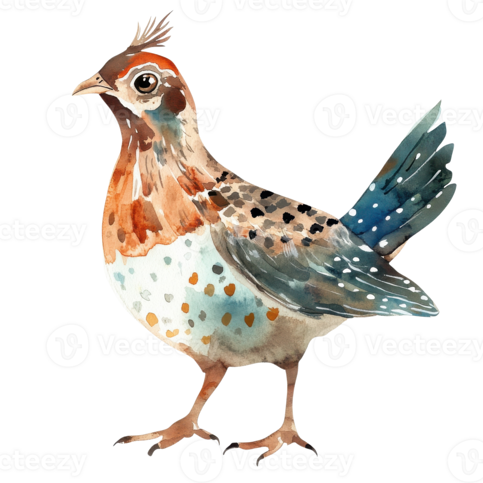 Watercolor quail illustration on transparent background. png