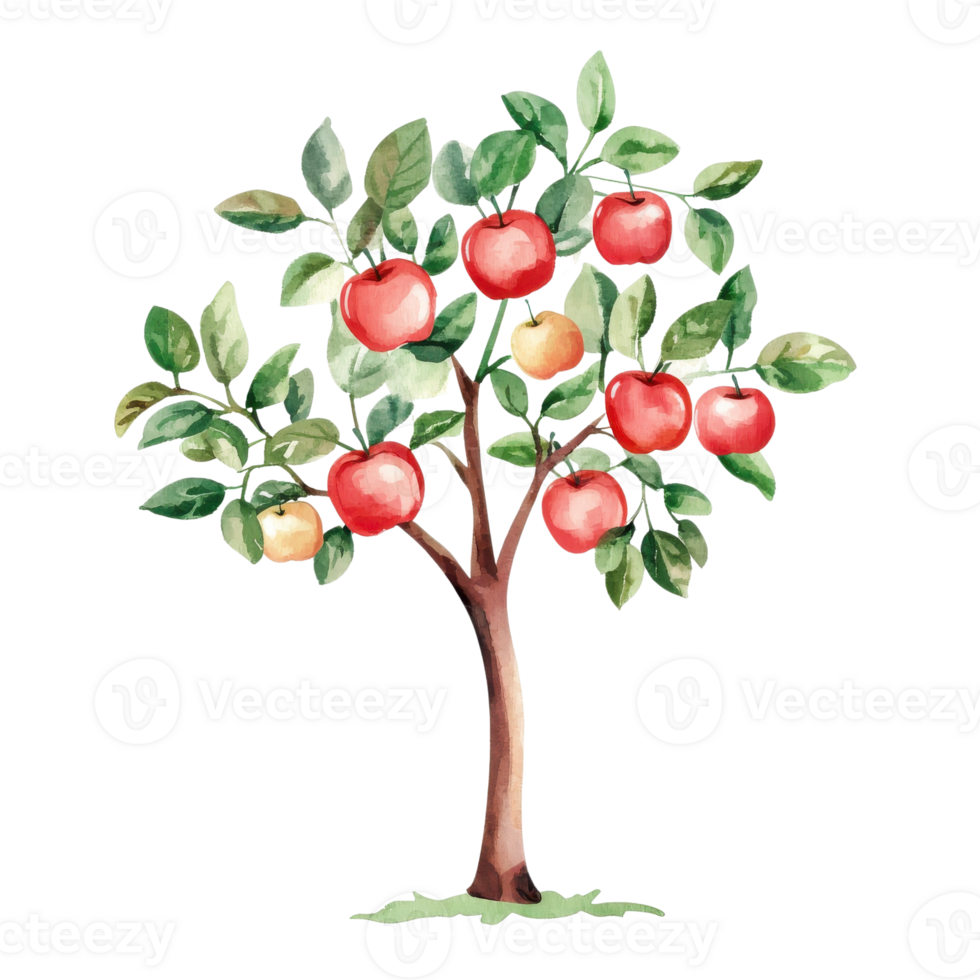 Apple tree watercolor on transparent background. png