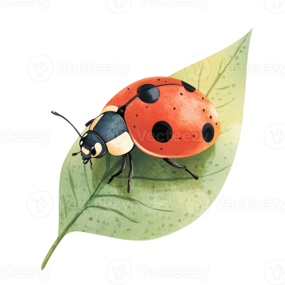 Ladybug on a green leaf on transparent background. png