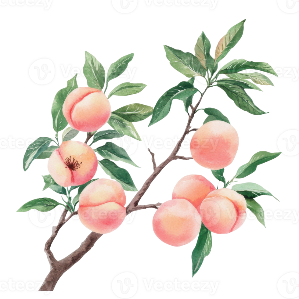 Peaches on a tree limb on transparent background. png